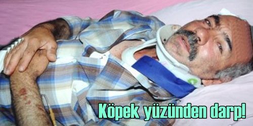 Köpek Yüzünden Darp!