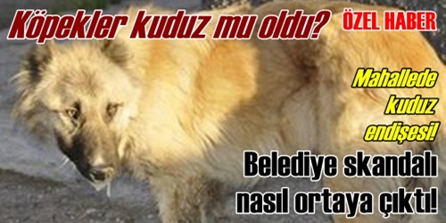 Mahallede kuduz endişesi!