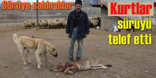 Kurt Saldırısı