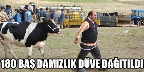 Damızlık Düve Dağıtımı Yapıldı