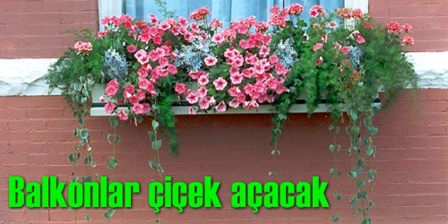 Çiçek Çalışması