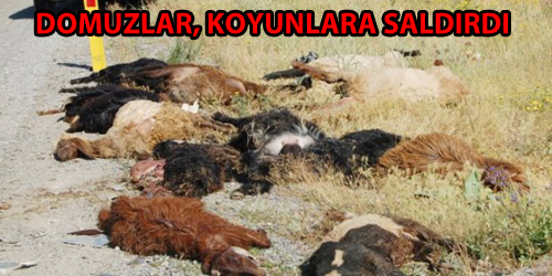 Domuz Sürüsü Koyunlara Saldırdı 